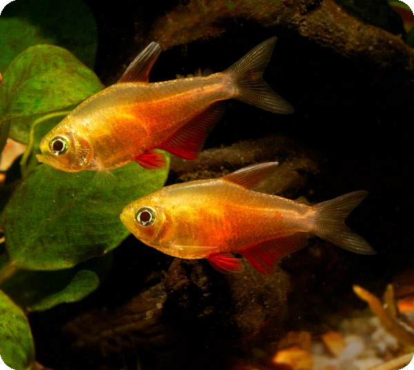 FLAME - VON RIO TETRA - QUANTITY OF 12